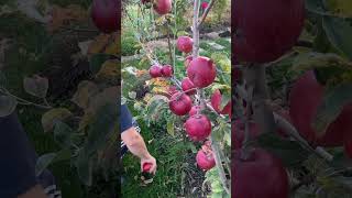 Супер урожай яблок. Позднезимний сорт Таврия
