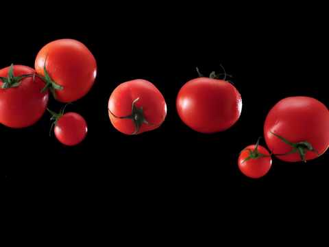 تايجر بالطماطم خرج عن السيطرة