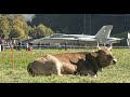 AXALP HORNETS AT THE PICTURESQUE MEIRINGEN AIR BASE IN SWITZERLAND