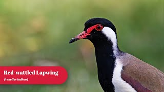 Redwattled Lapwing | Birding Frames | Wildlife Photography