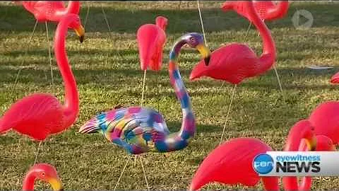 28/8 Flamingos at Bowden, Kate Freebairn