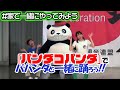 【公式ダンス】パパンダと踊ろう♪パンダコパンダ主題歌ダンス【#家で一緒にやってみよう #StayHome 】