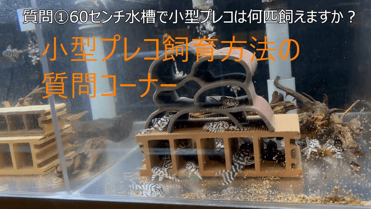 Questions about how to raise small plecos - YouTube