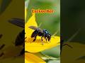 “அதிர்ச்சி தரும் 2 புதிய உயிரினங்கள்”🤗#irrawaddydolphin#cuckoobee#naturefacts1430#shorts#tamilfacts
