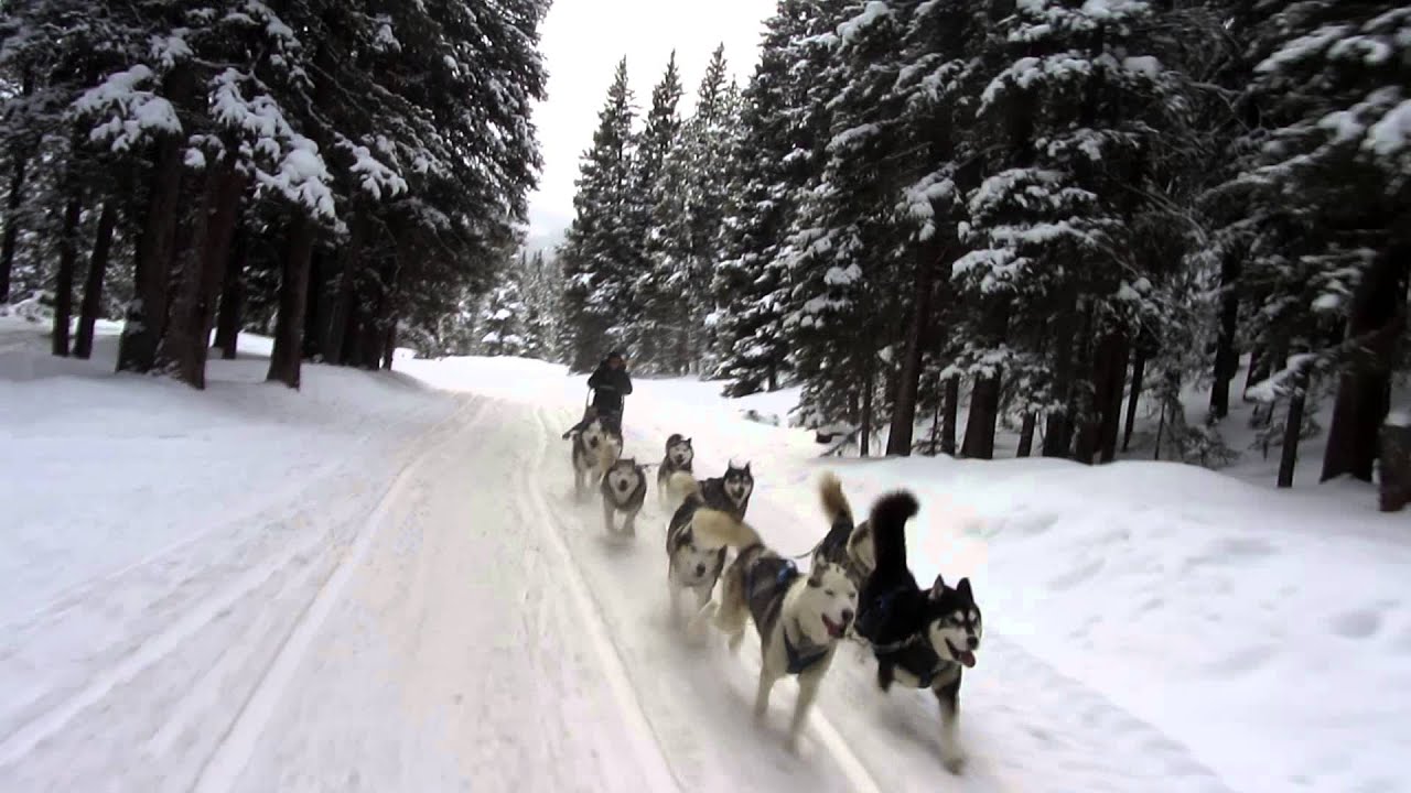 Dog Sledding in Breckenridge 2 YouTube
