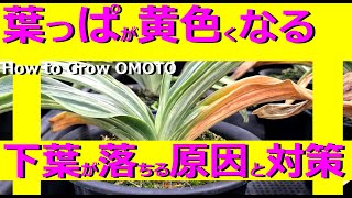 【葉っぱが黄色くなる】万年青が枯れる！？下葉が落ちる、葉が赤くなる原因と対策【万年青の豊明園】【How to Grow OMOTO】Rohdea japonica萬年青　万年青トラブル　生長期よくある