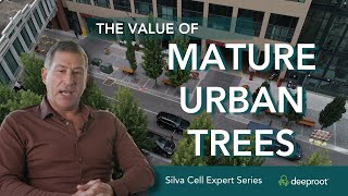 How Silva Cells Nurture Trees to Healthy Maturity