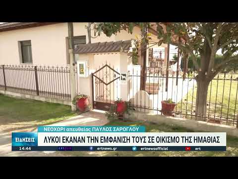 Λύκοι στην ημαθία