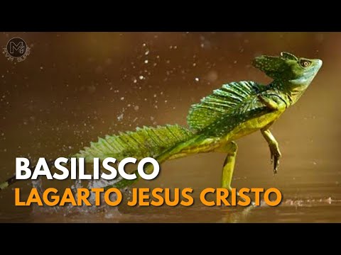 Vídeo: Basilisk: um lagarto que anda sobre a água