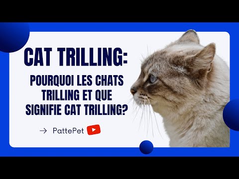 Vidéo: Pourquoi les chats trillent-ils ?