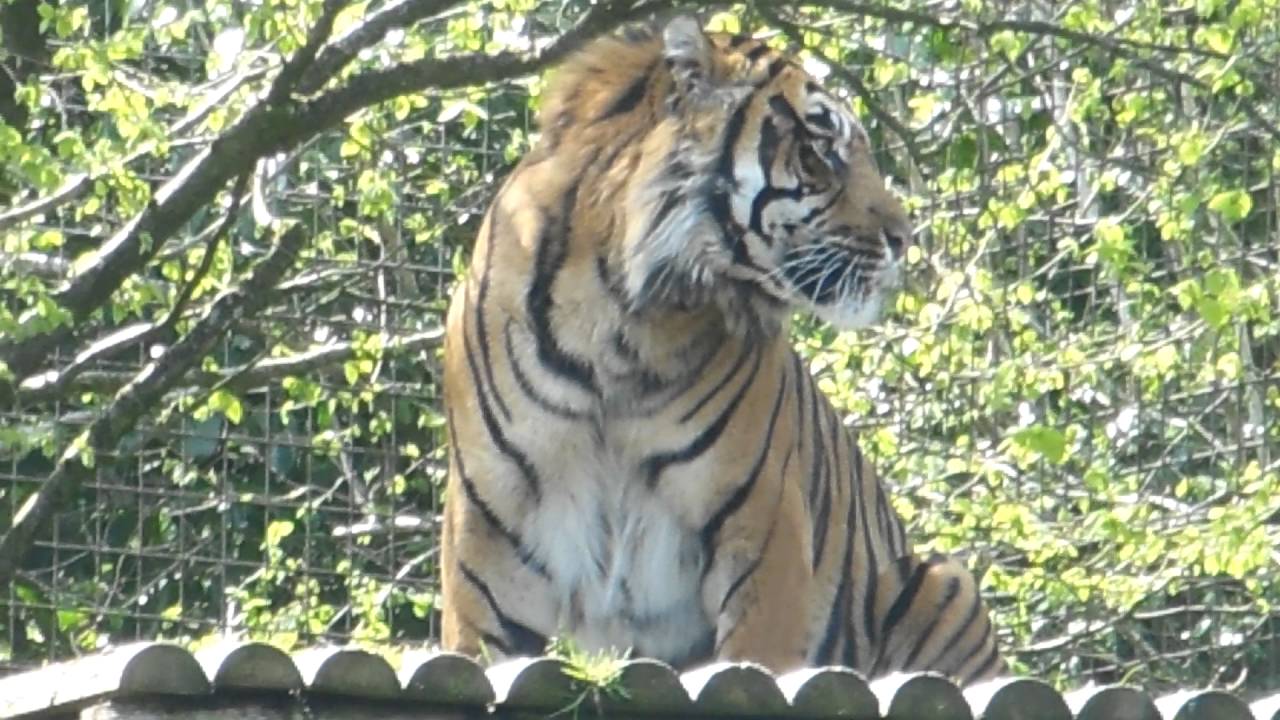 Tiger eating Belfast Zoo YouTube