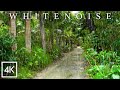 Rain on Palm Leaves｜A Calm Tropical Morning in the Jungle｜8 Hours of 4K Ambience