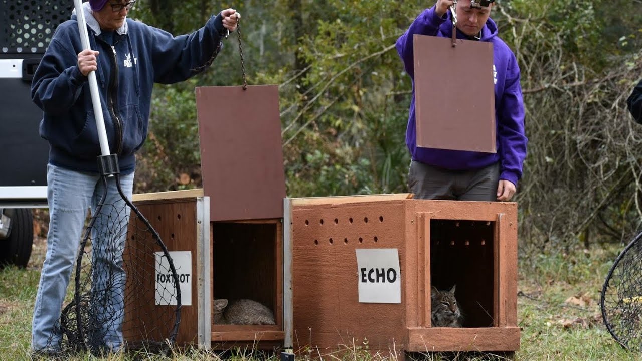 I RELEASED A BOBCAT!! - Big Cat Rescue