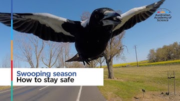 Swooping season: How to stay safe