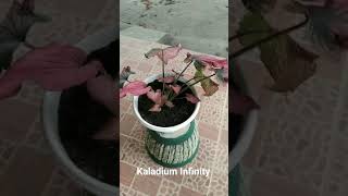 Caladium Infinity