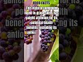 Resveratrol Grapes Benefits #shorts
