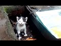Кошки: вылазка котят "в свет"))