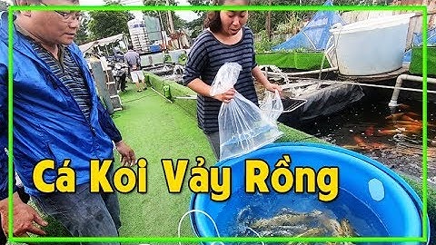 Đi Mua Cá Koi Vảy Rồng Về Nuôi -  Cá  Koi Đẹp Giá Sỉ Đủ Loại, Đủ Size Lớn, Nhỏ #2