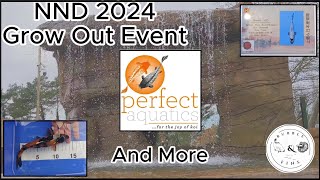 NND 2024 Grow Out Event Periect Aquatics And More