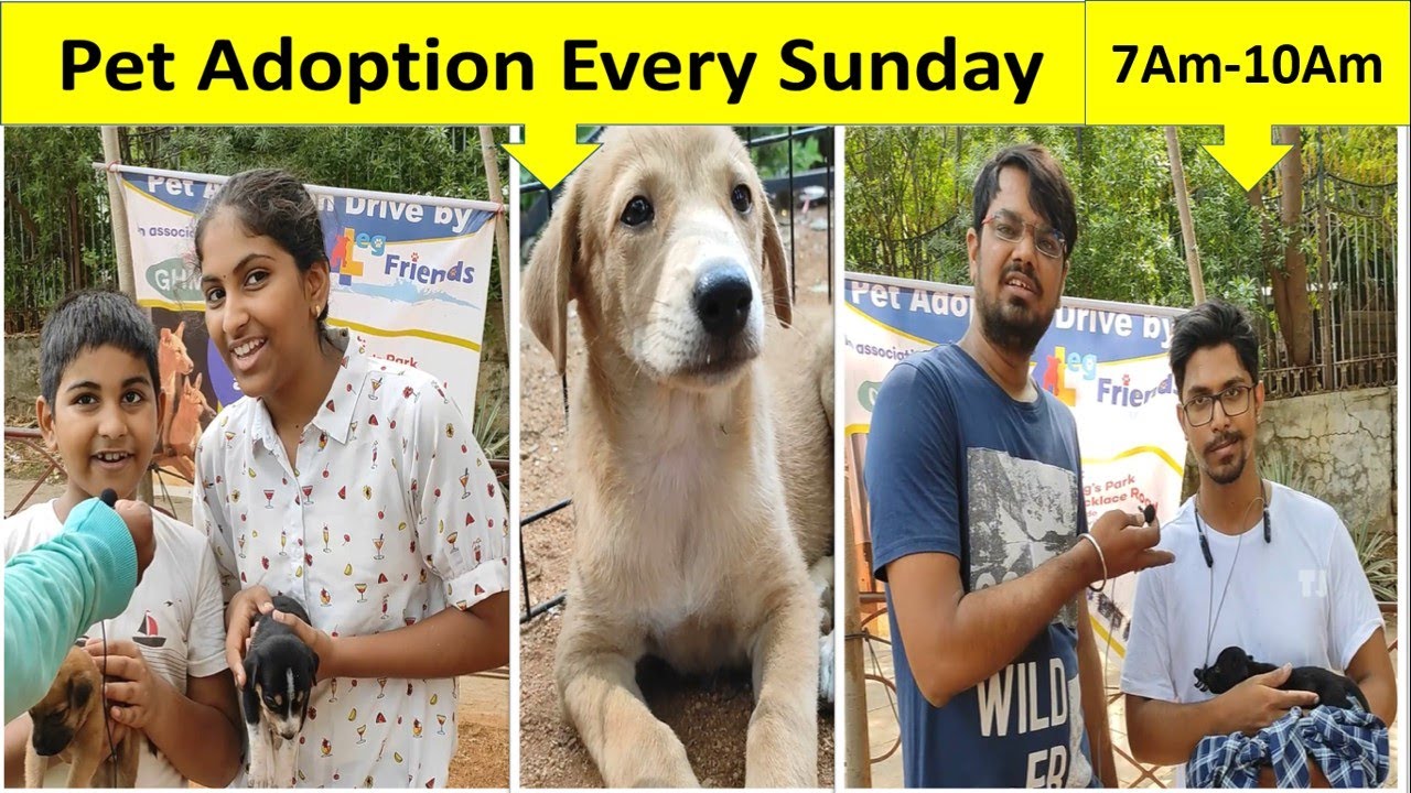 4Leg Friend Pet Adoption Drive Dogs Park Necklace Road YouTube