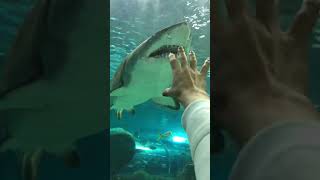 Shark... Canada