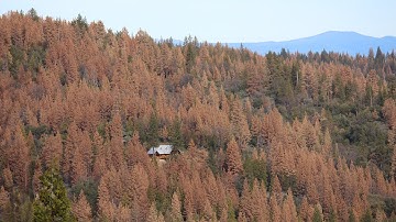 Tree Mortality: 29 Million and Counting