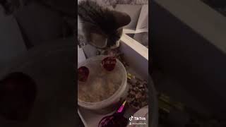 KITTYLICIOUS FURLIVERY 🤩