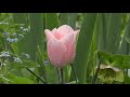 #natural music#relax music#natural relaxed music# relax natural music