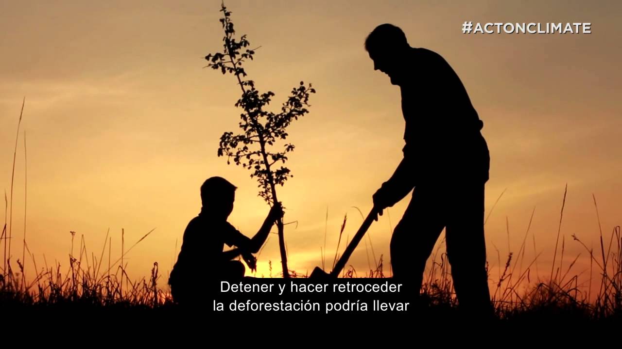 government jobs Bosques: La solución climática de la naturaleza, ¿cómo puedes ayudar?