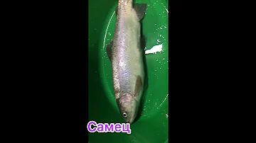 УЗВ/ ФОРЕЛЬ РАДУЖНАЯ/ КАК ОПРЕДЕЛИТЬ САМЕЦ И САМККА. #узв #форель #осётр