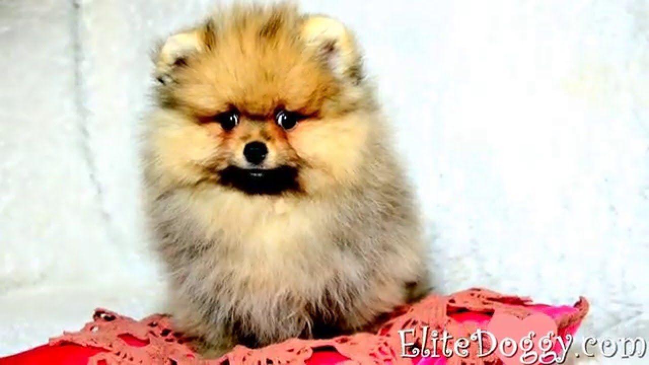 Teacup pomeranian puppy, 10 weeks old boy - YouTube