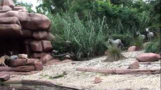 Magic Kingdom: Jungle Cruise (2010)