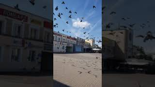Взлетает стая голубей