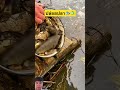 ปล่อยปลา #shorts #youtubeshorts #fishing #ปล่อยปลา #short #shortvideo #nature #viralvideo #remix