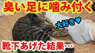 父ちゃんの臭い足が大好きな子猫！靴下あげてみたら返さなくなったw