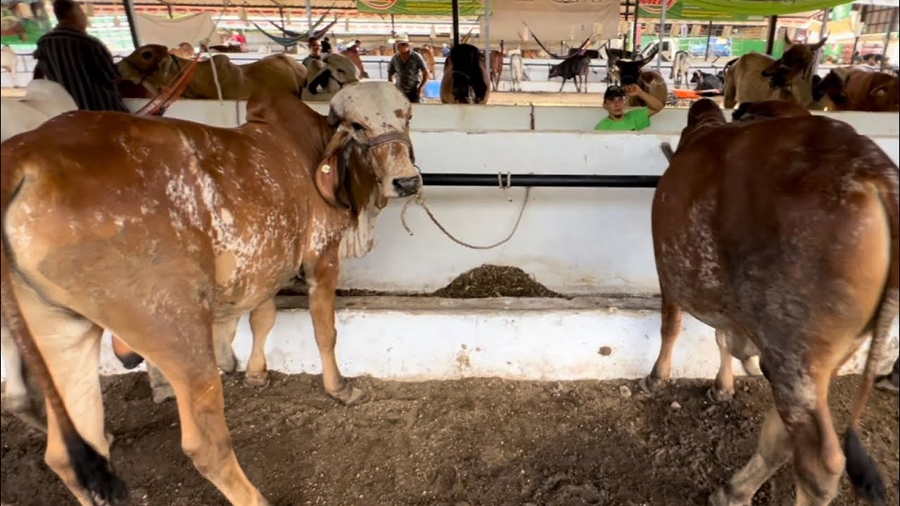 Feria ganadera de santa ana 2024 mira las razas nuevas que hay