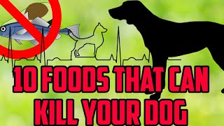 10 FOODS THAT CAN KILL YOUR DOG | NIRU'S PET ZONE by Niru's Petzone 119 views 3 years ago 2 minutes, 23 seconds