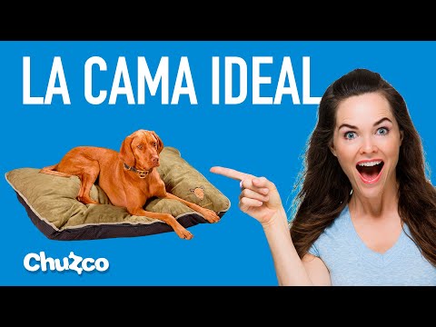 Video: Cómo elegir una buena cama para perros