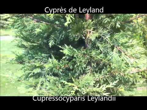 Vidéo: Cyprès (67 Photos): Prendre Soin De L'épicéa à La Maison. Caractéristiques Du Nouvel An Et Des Pois Cyprès, Thuose Et Autres Espèces Et Variétés