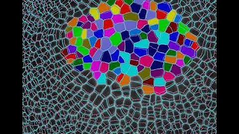 MinYa doing parent labeling in MorphoGraphX