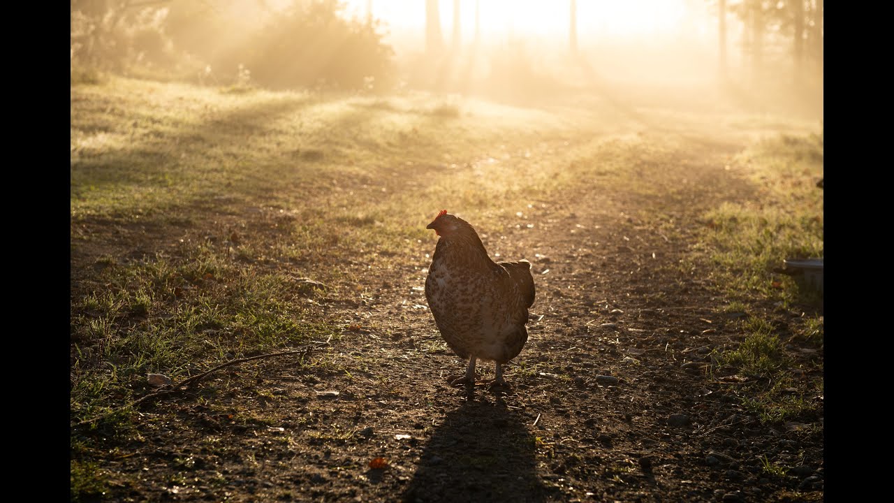 Lokakuun tunnelmia. Uusia lampaita, lämmitystä, leivontaa ja kohopenkkejä. Valmistaudutaan talveen.
