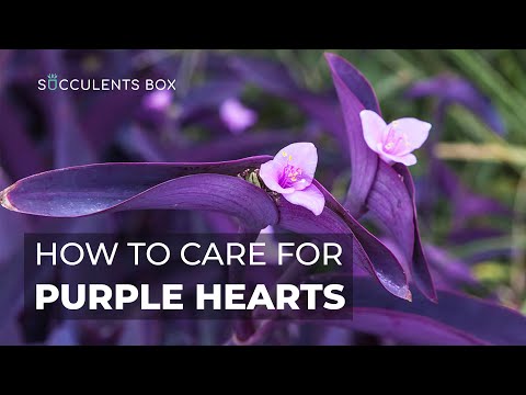 BEST TIPS: HOW TO CARE FOR PURPLE HEART PLANT | TRADESCANTIA PALLIDA