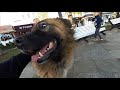На набережной встретил бездомных собак Ялты