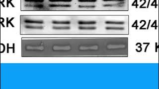 1E93D46DF1859462D25D43345472FB#1