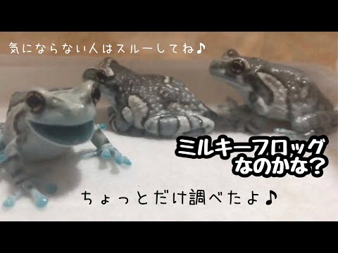 この子たちはミルキーフロッグなのか ちょっとだけ調べてみたよ Youtube