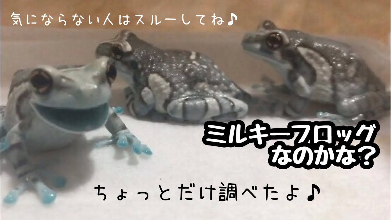 この子たちはミルキーフロッグなのか⁈ちょっとだけ調べてみたよ - YouTube