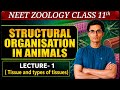 Structural Organisation In Animals Class 11| Structural Organisation In Animals Class11 NEET|Tissue 