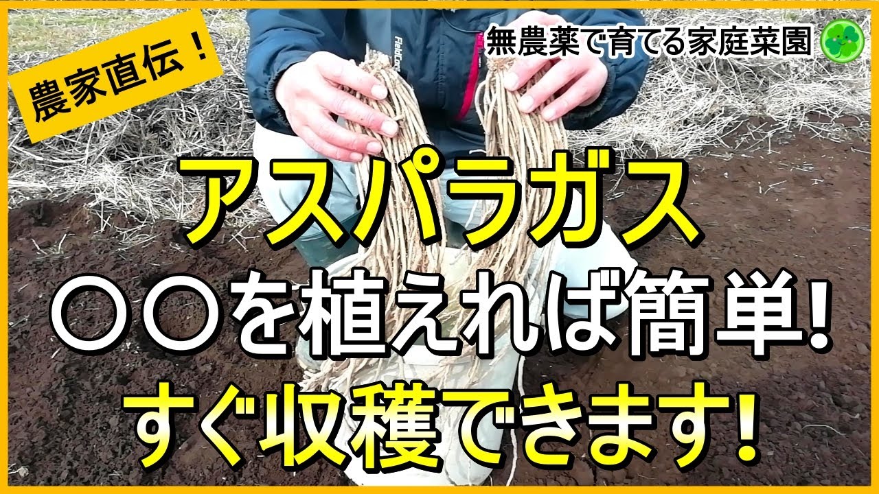 【アスパラガス】1度植えたら毎年収穫！根株の植え方完全ガイド【有機農家直伝！無農薬で育てる家庭菜園】　24/2/15