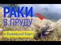 РАКи в Пруду Возле Дома и Выживший Карп Кои!