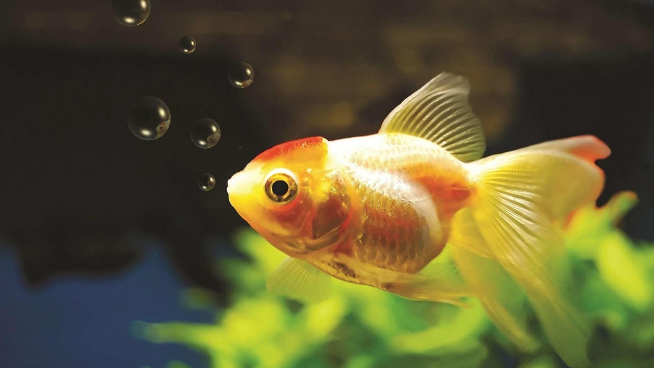 Top 5 Goldfish Facts Video | Goldfish Home Aquariums | Garden Ponds | Colorful Goldfish | 